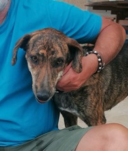 XILA, Hund, Mischlingshund in Griechenland - Bild 13