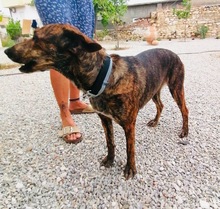 XILA, Hund, Mischlingshund in Griechenland - Bild 15