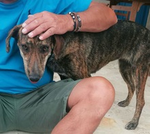 XILA, Hund, Mischlingshund in Griechenland - Bild 16