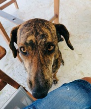 XILA, Hund, Mischlingshund in Griechenland - Bild 17