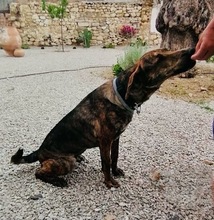 XILA, Hund, Mischlingshund in Griechenland - Bild 18