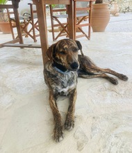 XILA, Hund, Mischlingshund in Griechenland - Bild 19