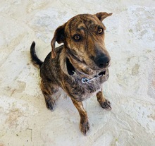 XILA, Hund, Mischlingshund in Griechenland - Bild 2