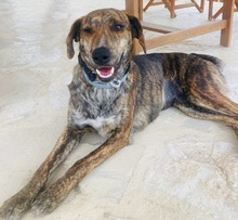 XILA, Hund, Mischlingshund in Griechenland - Bild 20
