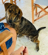 XILA, Hund, Mischlingshund in Griechenland - Bild 3