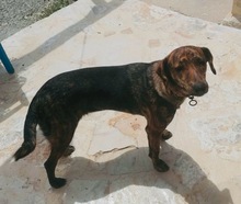 XILA, Hund, Mischlingshund in Griechenland - Bild 4