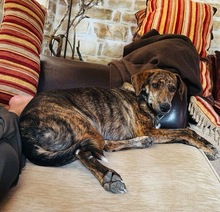 XILA, Hund, Mischlingshund in Griechenland - Bild 5