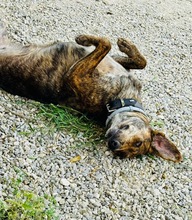 XILA, Hund, Mischlingshund in Griechenland - Bild 6