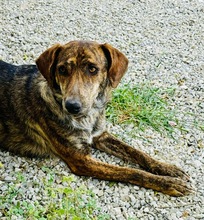 XILA, Hund, Mischlingshund in Griechenland - Bild 7