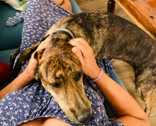 XILA, Hund, Mischlingshund in Griechenland - Bild 8