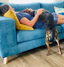 XILA, Hund, Mischlingshund in Griechenland - Bild 9
