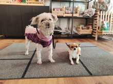 SNOWDIAC, Hund, Malteser-Mischling in Glaubitz - Bild 3