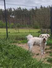 SNOWDIAC, Hund, Malteser-Mischling in Glaubitz - Bild 4