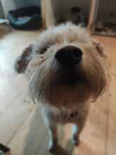 SNOWDIAC, Hund, Malteser-Mischling in Glaubitz - Bild 5