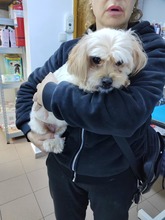 COOKIE, Hund, Mischlingshund in Rumänien - Bild 1