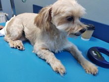 COOKIE, Hund, Mischlingshund in Rumänien - Bild 3