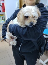 COOKIE, Hund, Mischlingshund in Rumänien - Bild 4