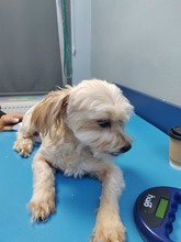 COOKIE, Hund, Mischlingshund in Rumänien - Bild 5