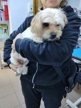 COOKIE, Hund, Mischlingshund in Rumänien - Bild 6