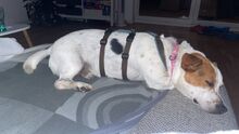 ALFIE, Hund, Mischlingshund in Rohlstorf - Bild 10