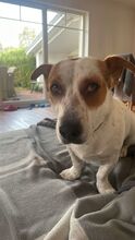 ALFIE, Hund, Mischlingshund in Rohlstorf - Bild 11