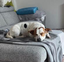 ALFIE, Hund, Mischlingshund in Rohlstorf - Bild 12