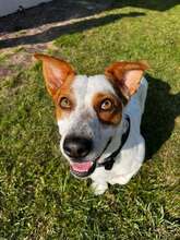 ALFIE, Hund, Mischlingshund in Rohlstorf - Bild 13