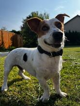 ALFIE, Hund, Mischlingshund in Rohlstorf - Bild 6