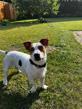 ALFIE, Hund, Mischlingshund in Rohlstorf - Bild 7