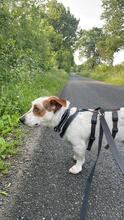 ALFIE, Hund, Mischlingshund in Rohlstorf - Bild 8