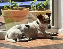 ALFIE, Hund, Mischlingshund in Rohlstorf - Bild 9