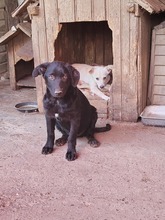 BLANCA, Hund, Mischlingshund in Rumänien - Bild 1