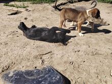 BLANCA, Hund, Mischlingshund in Rumänien - Bild 10