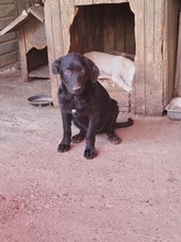 BLANCA, Hund, Mischlingshund in Rumänien - Bild 2