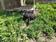 BLANCA, Hund, Mischlingshund in Rumänien - Bild 3