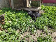BLANCA, Hund, Mischlingshund in Rumänien - Bild 4
