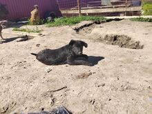 BLANCA, Hund, Mischlingshund in Rumänien - Bild 5