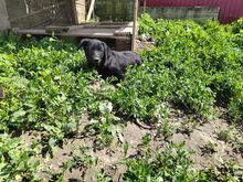 BLANCA, Hund, Mischlingshund in Rumänien - Bild 6