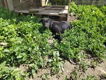 BLANCA, Hund, Mischlingshund in Rumänien - Bild 7