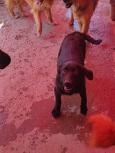 BLANCA, Hund, Mischlingshund in Rumänien - Bild 8