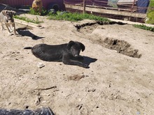 BLANCA, Hund, Mischlingshund in Rumänien - Bild 9
