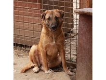 HENATA, Hund, Mischlingshund in Rumänien - Bild 1