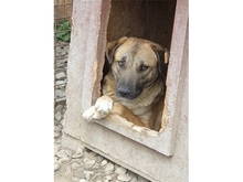 HENATA, Hund, Mischlingshund in Rumänien - Bild 2