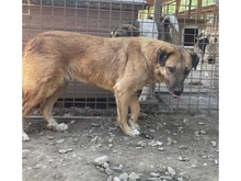 HENATA, Hund, Mischlingshund in Rumänien - Bild 3
