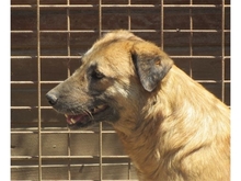 HENATA, Hund, Mischlingshund in Rumänien - Bild 4