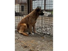 HENATA, Hund, Mischlingshund in Rumänien - Bild 5