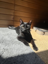 LIAM, Katze, Europäisch Kurzhaar in Kämpfelbach - Bild 1