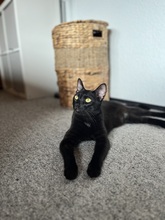 LIAM, Katze, Europäisch Kurzhaar in Kämpfelbach - Bild 10