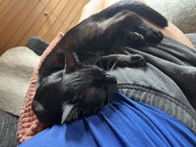 LIAM, Katze, Europäisch Kurzhaar in Kämpfelbach - Bild 11