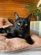LIAM, Katze, Europäisch Kurzhaar in Kämpfelbach - Bild 2